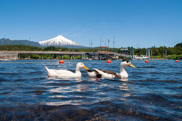 volcano motorboat boat osorno cabulco villarica chile volcan thaw river snow on top chile puerto...