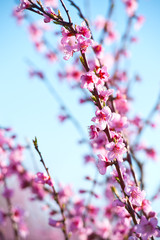 Blossoming peach tree branches, the background blurred