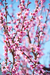 Blossoming peach tree branches, the background blurred