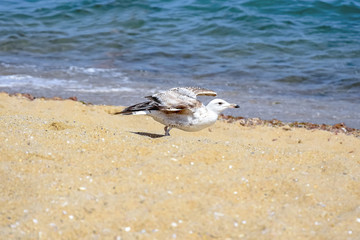 Fototapeta na wymiar Seagull is spreading its wings on seashore on a sunny day.