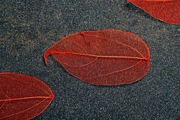 red dried leaf asphalt background 