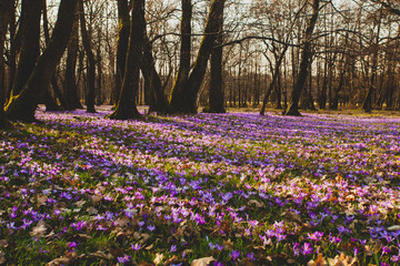 Spring forest with beautiful flowers - wild saffrons