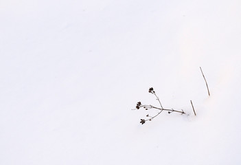 A small plant on the snow. winter background
