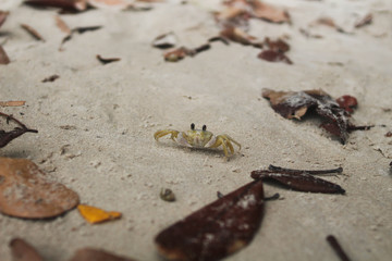 crab on the beach