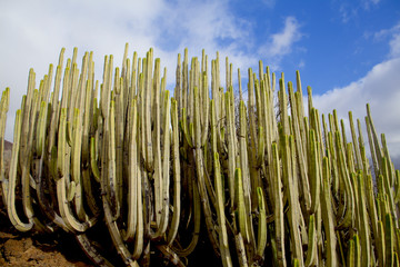 flora of Gran Canaria - huge cluster of Euphorbia canariensis, cactus-like spurge, symbol of the...
