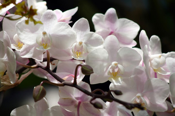 Obraz premium Violet purple bloom flowers orchid growing in the botanical garden. Leaves of a plant in the summer. Blooming organic background.