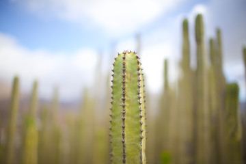 cactus on background of blue sky