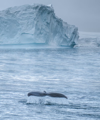 Fototapeta premium Close encounter with a group of humpabck whales in the waters off the west coast of Graham Land in the Antarctic Peninsula, Antarctica.