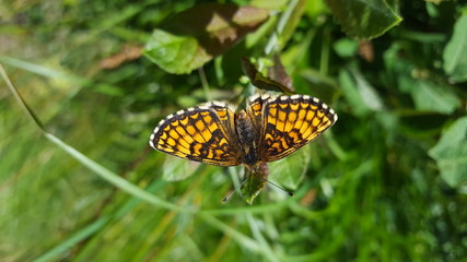 Melitaea athalia