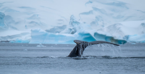Close encounter with a group of humpabck whales in the waters off the west coast of Graham Land in...