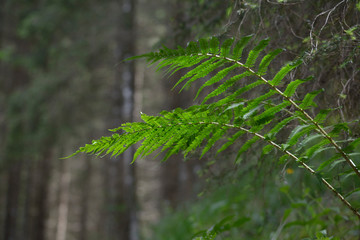 farn im wald