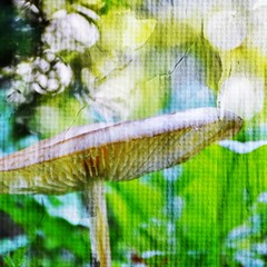 Close up of a wild mushroom in Autumn light
