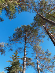 (Pinus sylvestris) High scots pine in blue sky in snowy forest of Bavaria in Germany
