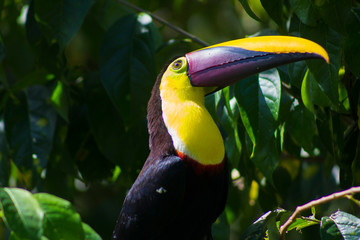 Yellow throated toucan costa rica © luiseric