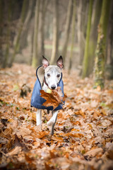 Autumn photoshooting with dog breed whippet in the park. Whippet is running with leave in mouth