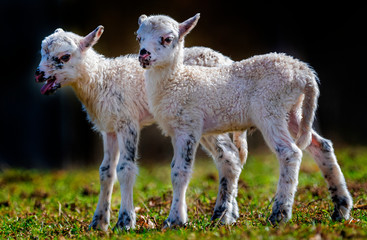 cute newborn lambs on a meadow