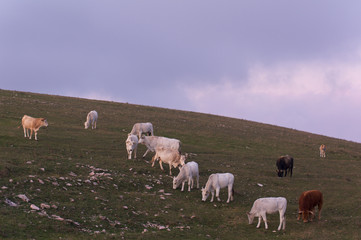 Cow, Umbria.Italy