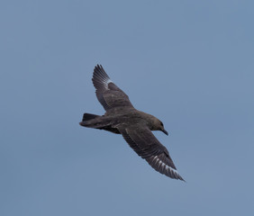 Great Skua flying over a breeding penguin colony for a chance to steal an egg or chick, Cuverville Island, Antarctic Peninsula, Antarctica