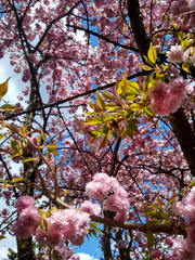 Japanischer Zierkirschenbaum in voller Blüte