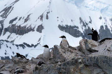Huge Gentoo penguin colonies in the midst of spectacular scenery, Cuverville Island, Antarctic Peninsula, Antarctica