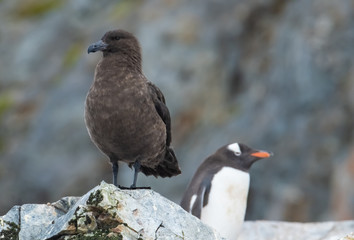 Great Skua waiting for a chance to steal a penguin egg or chick, Cuverville Island, Antarctic Peninsula, Antarctica