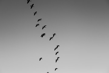 Ducks flying in formation in the sky for annual migration