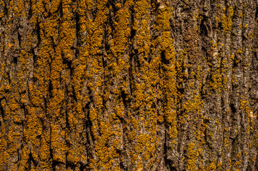 Oak bark surface with yellow lichen closeup as wooden background