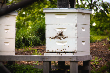 Honeybees crawling around their hive in an apiary
