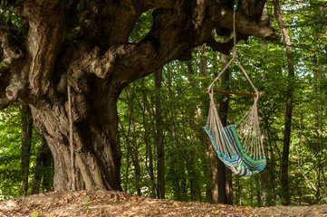 Hammock hanging swing cradle chair hung on old big tree branch