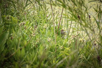 Sparrow perched in tall green grasses, swaying in the wind