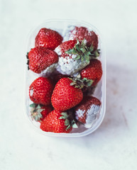 Verschimmelte Erdbeeren in einer Schale isoliert auf weißen Hintergrund