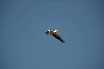 Pelican flying solo in front of a blue sky with its wings wide stretched and the wingtips slighly bound upwards.