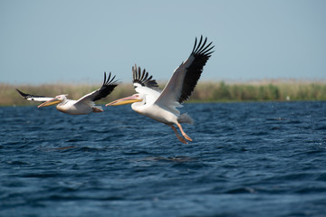 Two pelicans shortly after starting from a lake with some green grass in the background, a slightly...
