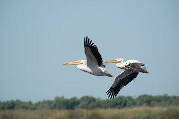 Two pelicans in formation in front of a blue sky with the wings wide spread and some green trees in the background