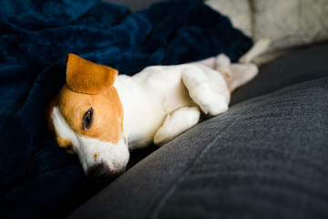 Beagle dog tired sleeps on a couch in funny position.