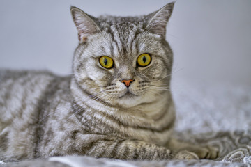British cat lies on the bed. A beautiful cat lies on the bed.