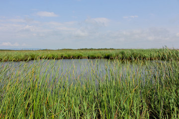 Panorama, wild view of Pichori river in the swamps of Kolkheti National Park. Summer, green landscape Georgia country.