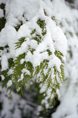 snow on cedar