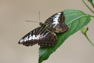 Blue grey butterfly on leaf of flower in the botanical garden.