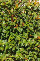Vertical background of green syzygium leaves