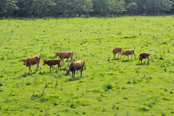 Naklejka na ściany i meble Cows on green grass. View of Kolkheti National Park. Summer, green landscape Georgia country.