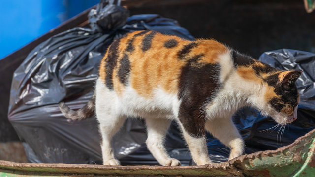 Tricolor female homeless cat searched of eat