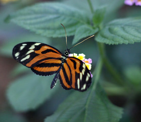 Fototapeta na wymiar Orange butterfly on leaf of flower in the botanical garden.