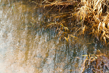 Dry high grass on the river bank had been reflected in the water. Natural bright colorful background.