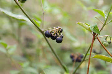 American black nightshade berries close up