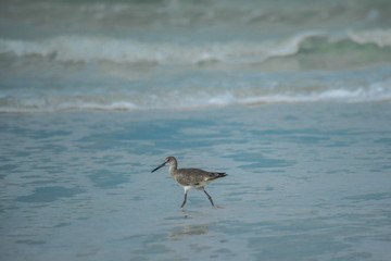 Bird running on the beach