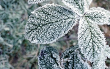 front on leaves