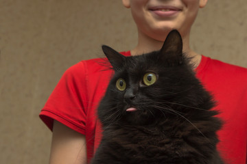 funny, crazy, insane, the black cat was stunned, and surprised. The cat in the room in the hands of a man in a red T-shirt. the cat stuck out his tongue