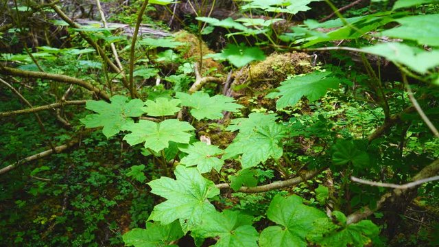 Devil's Club In Alaska