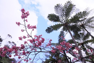 南の島に咲いた桜